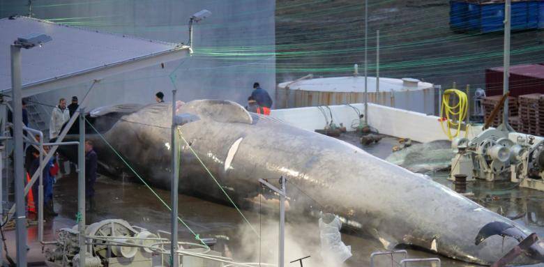 世界上最大的鲸鱼,外表憨厚可爱,却惨遭人类捕杀