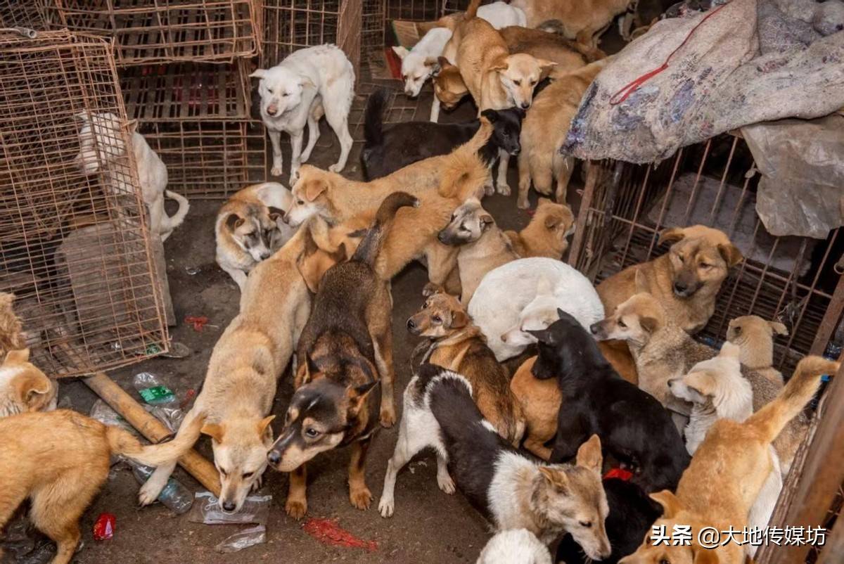 达州跟踪3天救600狗后续:被"甩锅"的流浪动物救助站 争议中前行