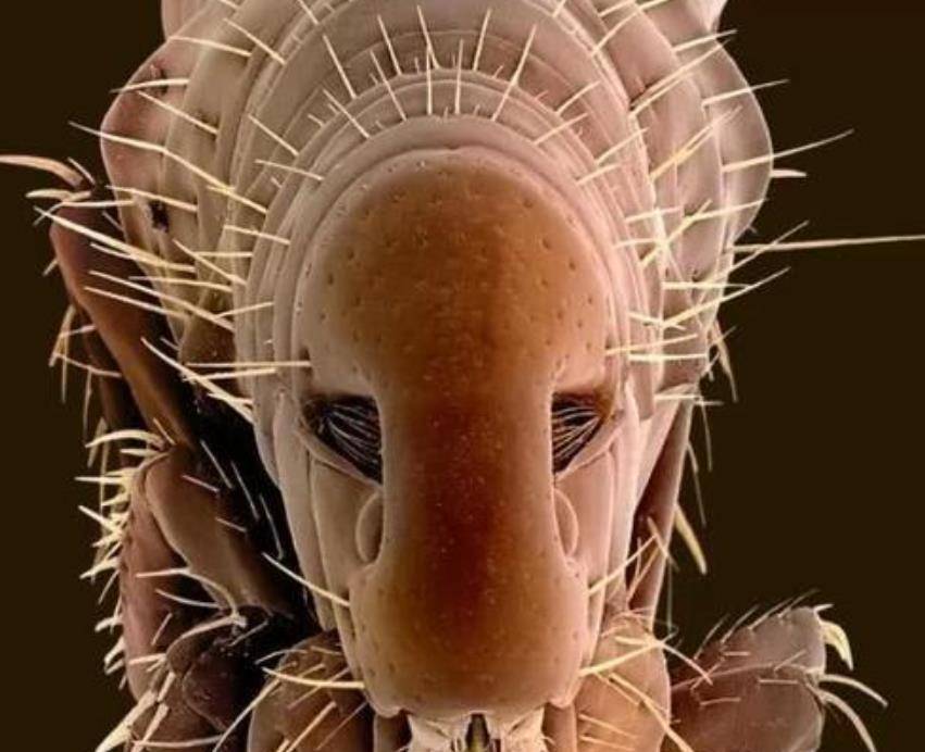 在3000倍显微镜下的"细菌",它到底长啥样?非常像小怪兽