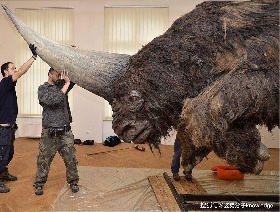 2米长的角,8吨的体重,史上最大犀牛的进化史,我国科学家搞懂了