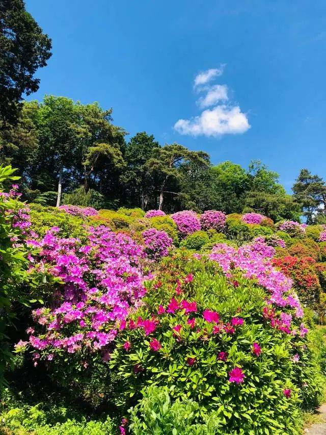 原创东京都内最美的杜鹃花,开在有"花与历史之寺"之称的寺庙中