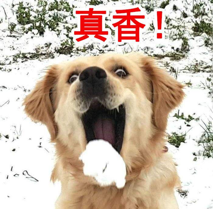 原创狗雪表情包:卧槽下雪了!喂,求求你们北方佬别这个表情好吗!