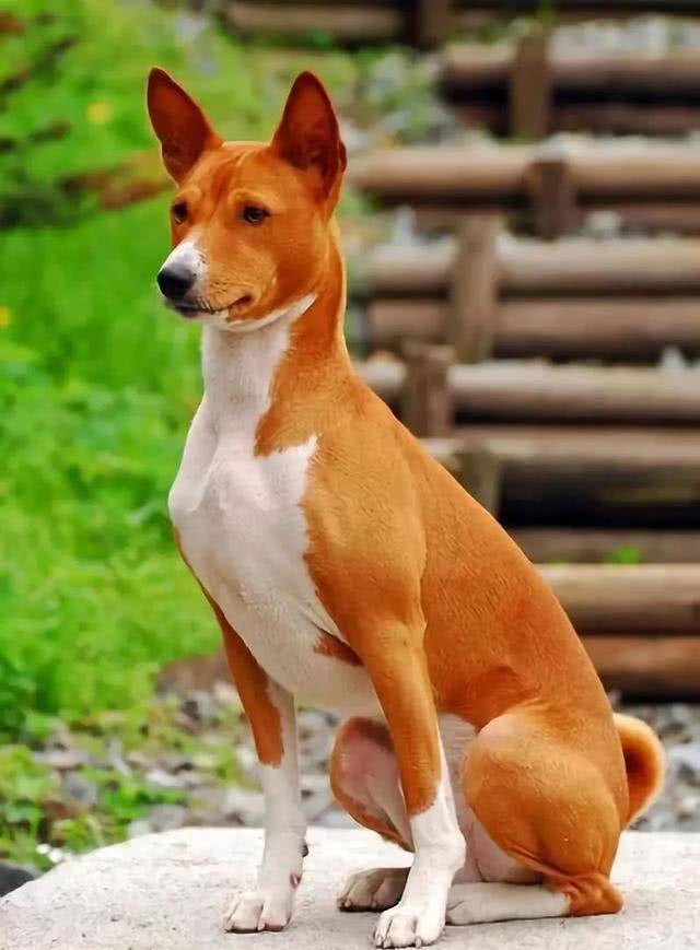 巴仙吉犬是一种来源于非洲的短毛猎犬,也叫做刚果犬.