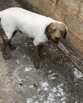 男子带狗去乡下玩耍,男子:傻狗_茅厕