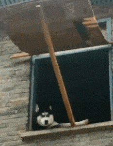 8,这个画面是不是有点眼熟啊,哈士莲,请问你在等你的西门庆吗?