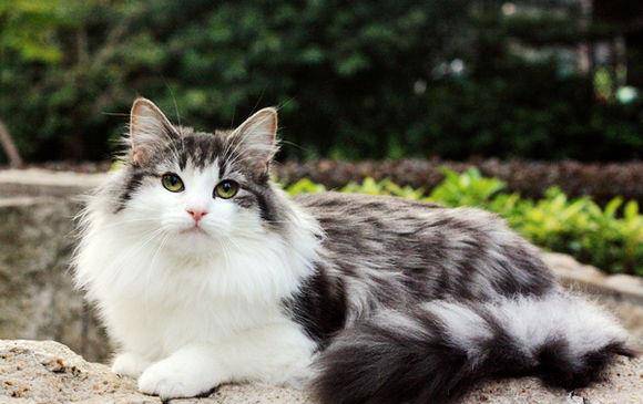 外国评价中国狸花猫