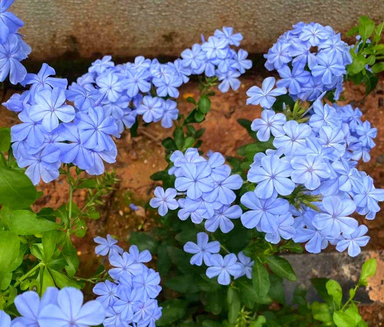 原创夏天赏花看什么,这些花夏天开得好,家里养几盆