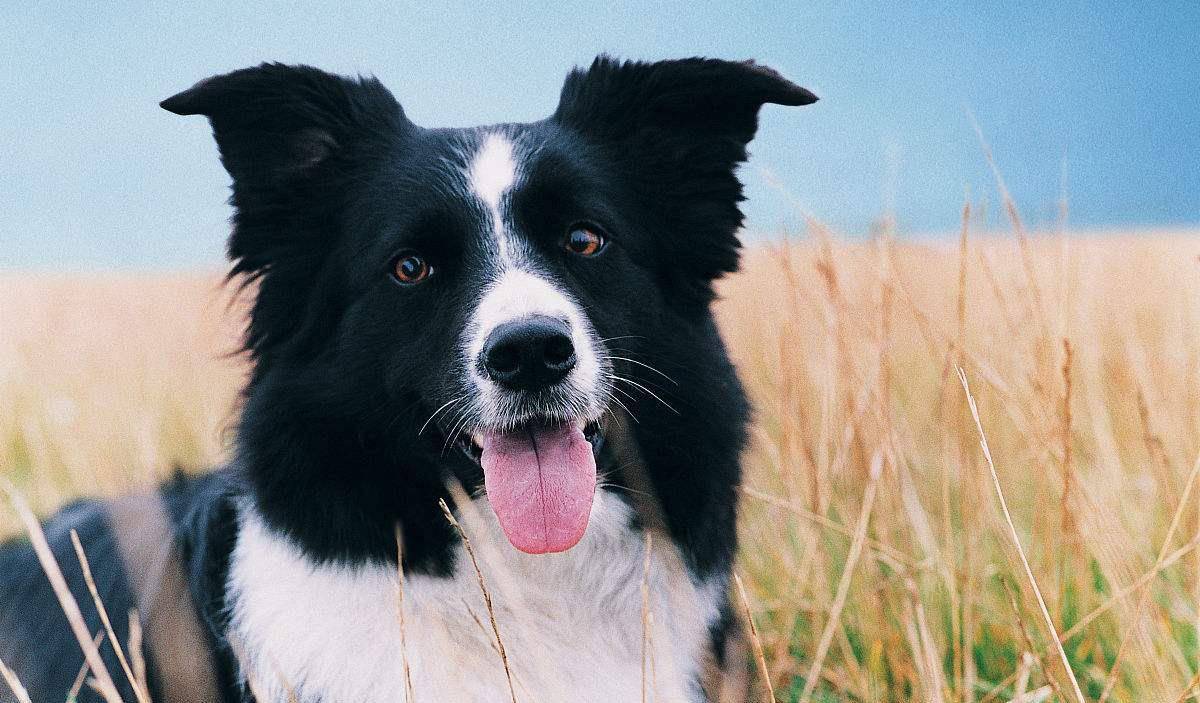 边境牧羊犬边境是最聪明的狗狗这个我知道但是容易激动真的没有