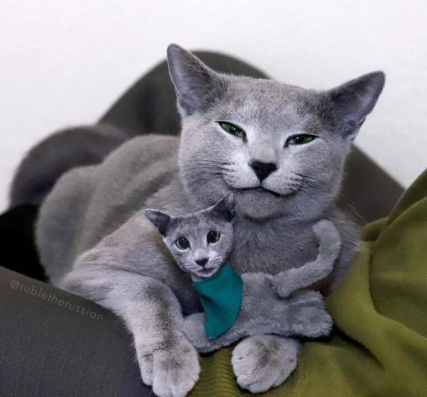 很会撩!帅气蓝猫面带微笑还眨眼 网暴动:猫界彭于晏!