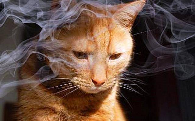 猫咪正在遭受三手烟的伤害!香烟对小猫的6大损伤,你是否了解?