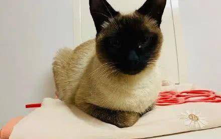 你再不理我,我小猫咪要黑化了昂!你再烦我,我小猫咪要黑化了昂