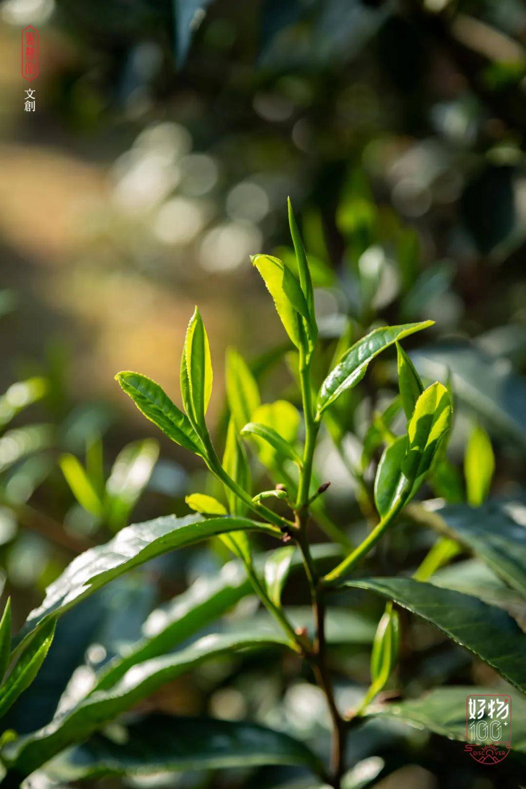 老寨访茶藏在世外桃源里的古茶树