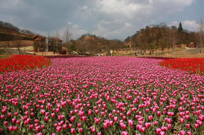 贵定"金海雪山"四季花谷