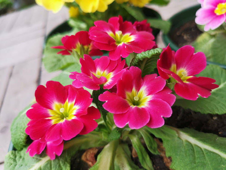 欧报春,全称欧洲报春花,是报春花属草本植物的园艺品种,原产于西欧和