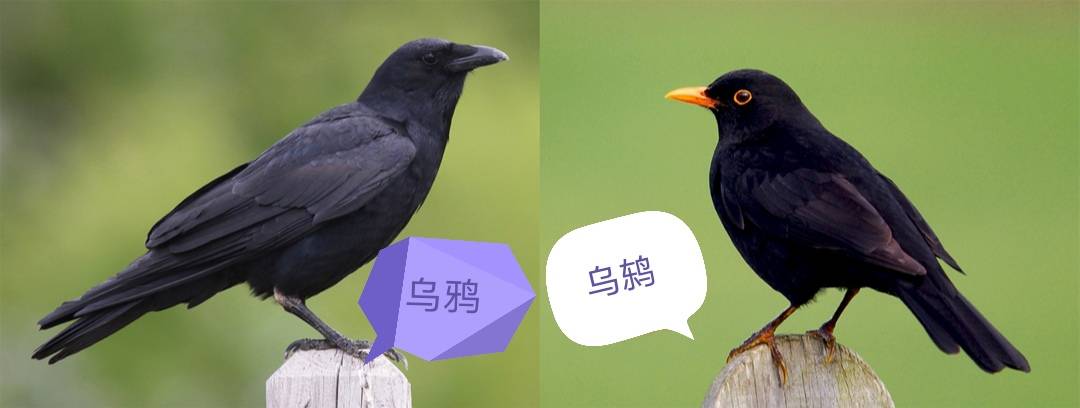 这种黑羽黄嘴的鸟儿叫做乌鸫(dōng),经常被人错认为八哥甚至乌鸦.