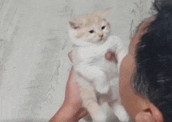 小橘猫被爷爷俘获,表情呆滞乖乖的看着爷爷,就像一只假猫