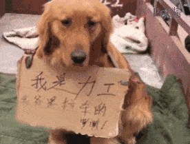 原创大金毛在街上帮主人招揽生意,它尽职尽责,表情萌翻!