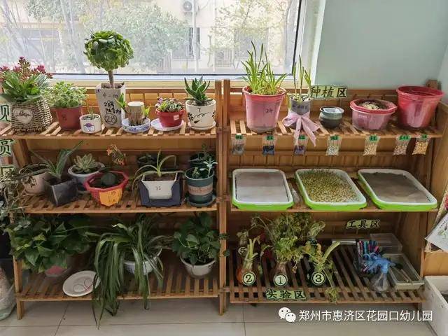 惠济区花园口幼儿园种植区里的秘密在种植活动中提升科学素养