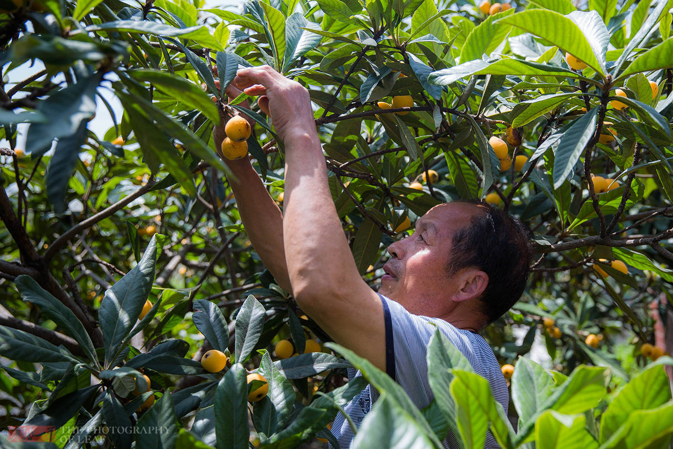 杭州塘栖枇杷喜迎丰收,果农精心种植的枇杷才卖10元,吃货有福了