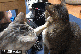 争风吃醋,猫弟弟多次打脸哥哥,连主人都制止不了