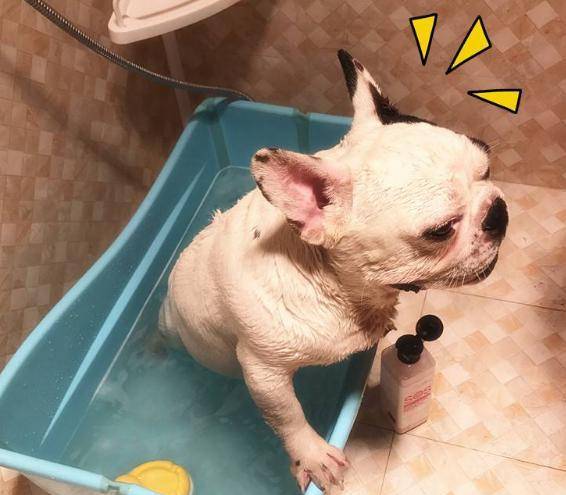 原创法国斗牛犬洗完澡很快恢复成臭皮蛋是因这些部位没洗好