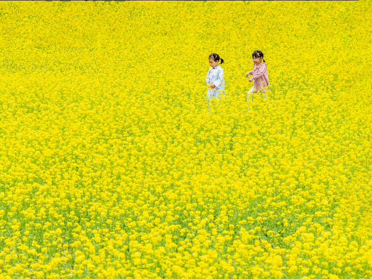 北京北邬公园油菜花盛开 玉泉山下一片金黄