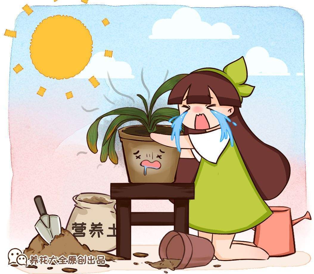 夏天到了对植物来说