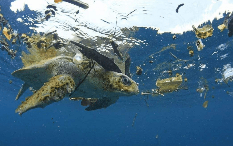 藏匿深海的巨型猛兽靠捕食鲨鱼为生寿命最长能有100年
