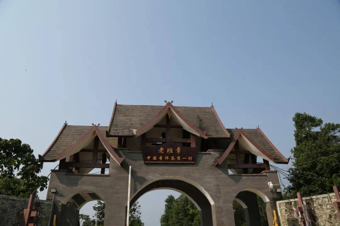 中国普洱茶第一村:老班章