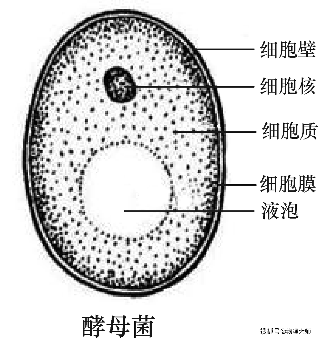 初中生物知识结构图文并茂非常形象