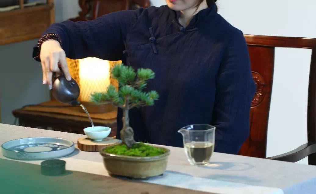 山水印茶业|竹林野茶:女性喝茶有助保持好身材