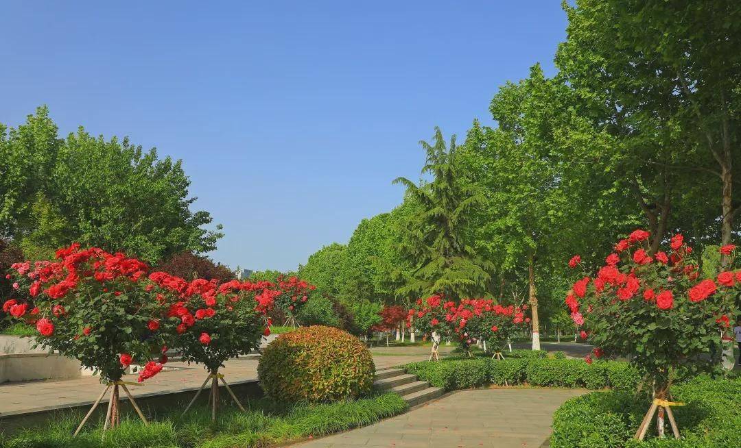 月季花开满园飘香一定要去商丘这里赏花哦