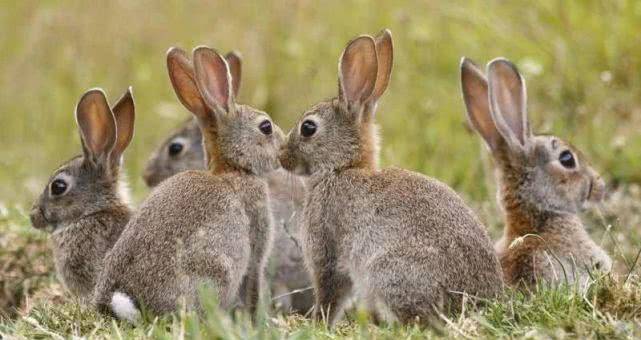 可爱的兔子如何在澳大利亚"黑化"?病毒,围栏措施后,依然坚挺