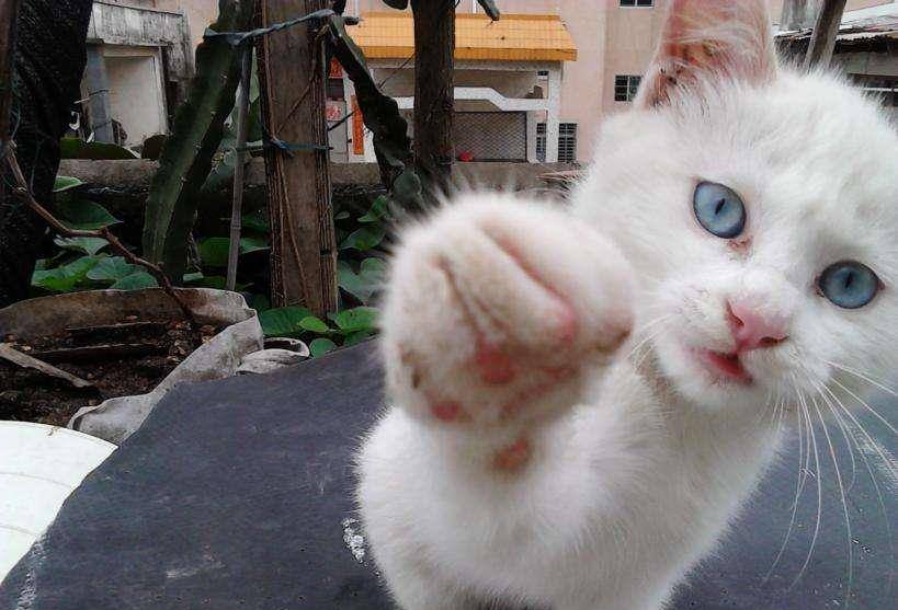give me 5喵~ 击掌了就是好朋友啦(^^*)