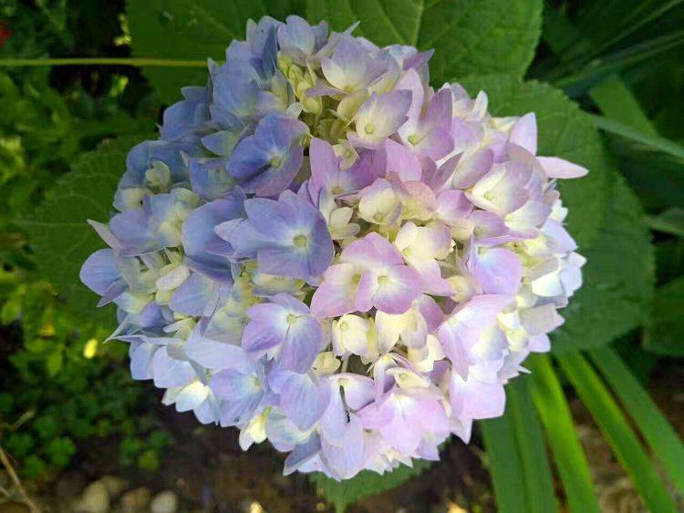 有3种"绣球花",从春开到夏,花期更加长,盆盆开爆花