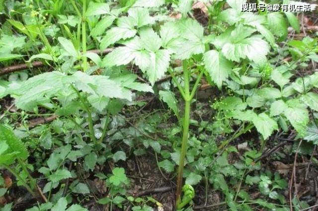 原创东北有一种山野菜,人称"羊角芹",夏天可采摘其嫩茎叶食用