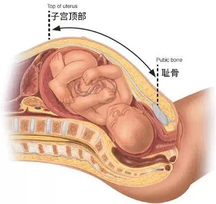 在产检时,医生会测量你的胃底高度,从子宫顶部到耻骨的纠离