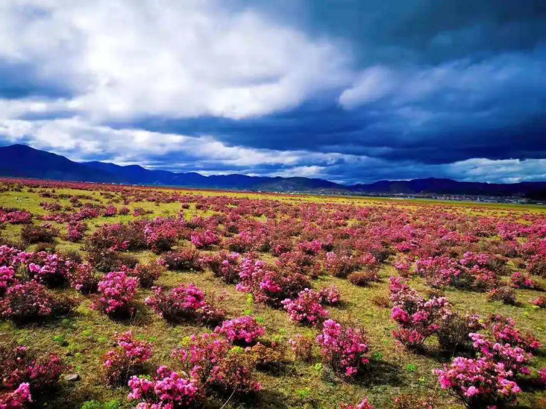 中国旅游日 香格里拉,已成花海!_杜鹃花