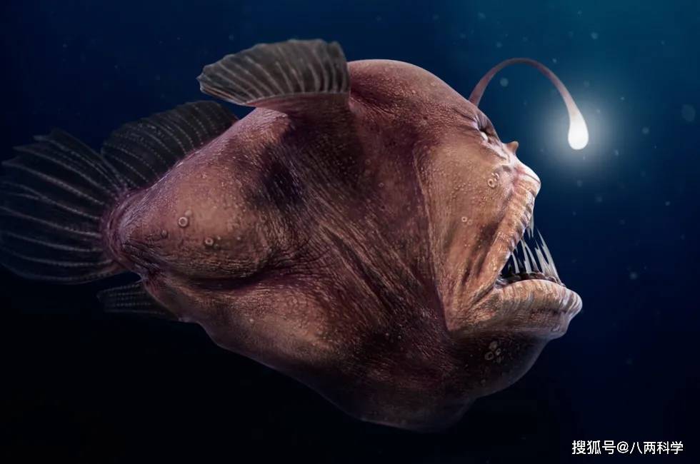 灯笼鱼又叫鮟鱇鱼(anglerfish,学名 lophiiformes),或者"蛤蟆鱼","