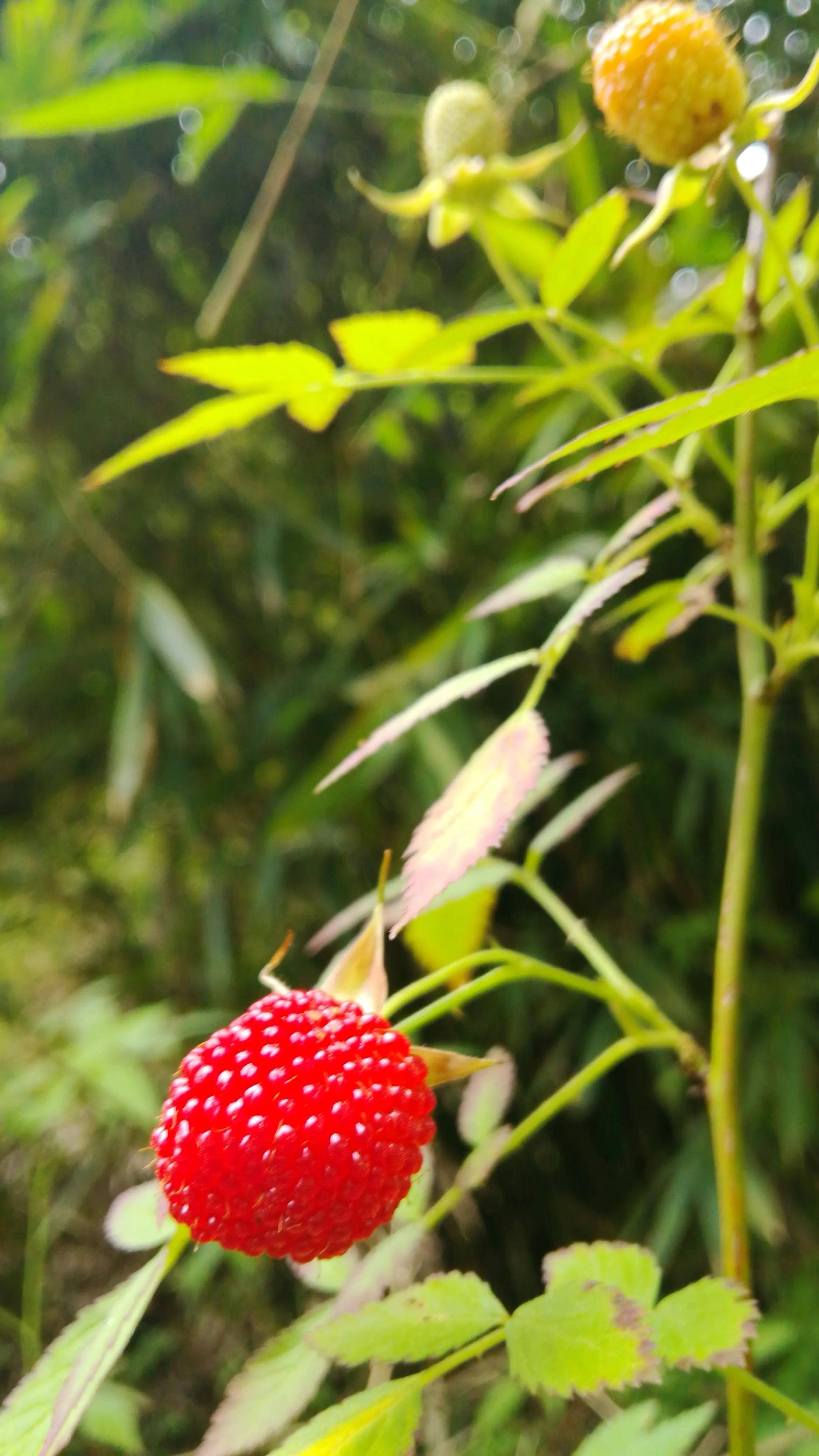 湖南资兴,七里茅坪仙姑坳,鲜红大个的空心藨好看又好吃