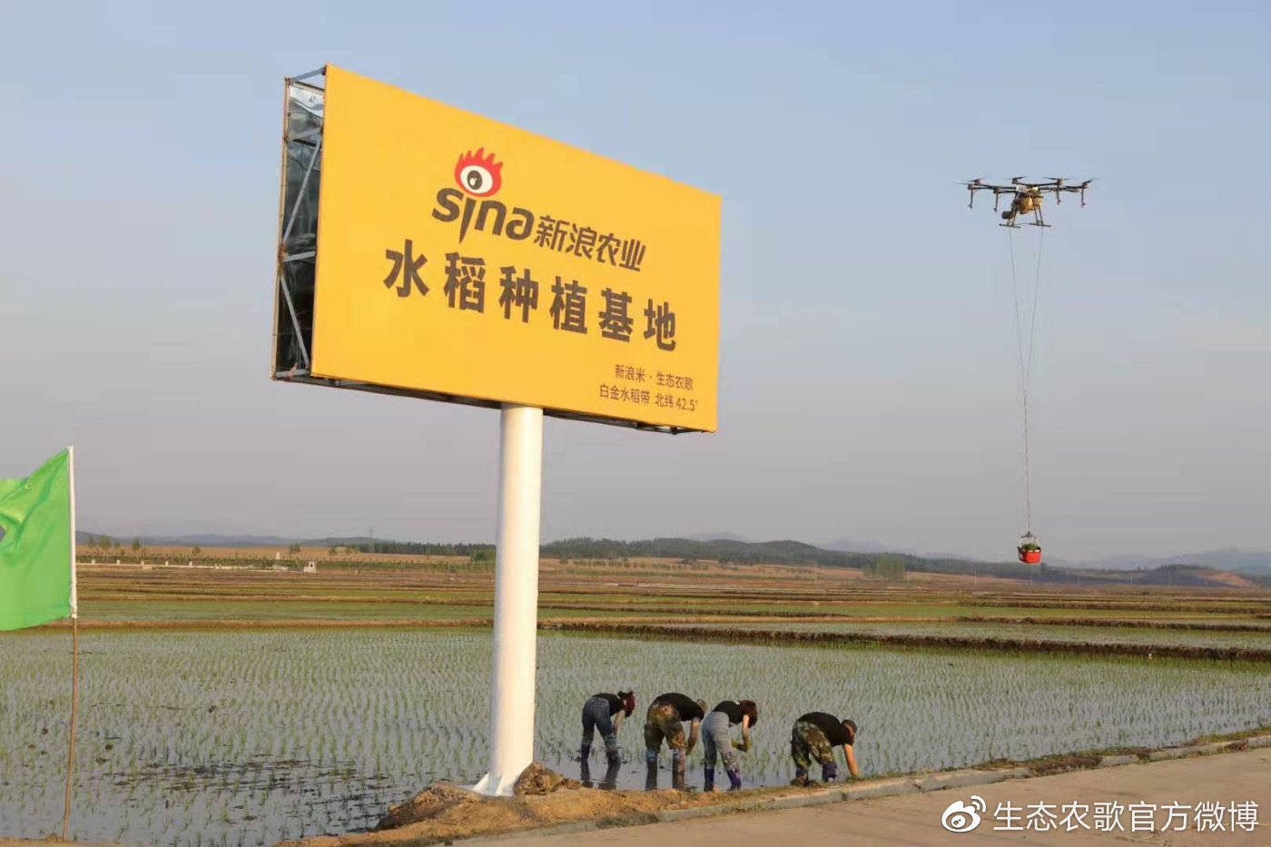 新浪农业水稻种植插秧前到底放不放鱼