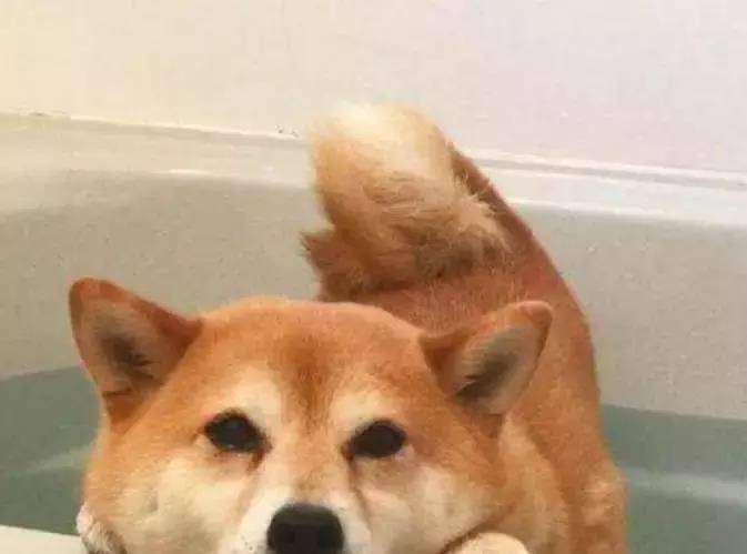柴犬睡懒觉被主人拉着洗澡,结果出现了惊人的表情笑哭