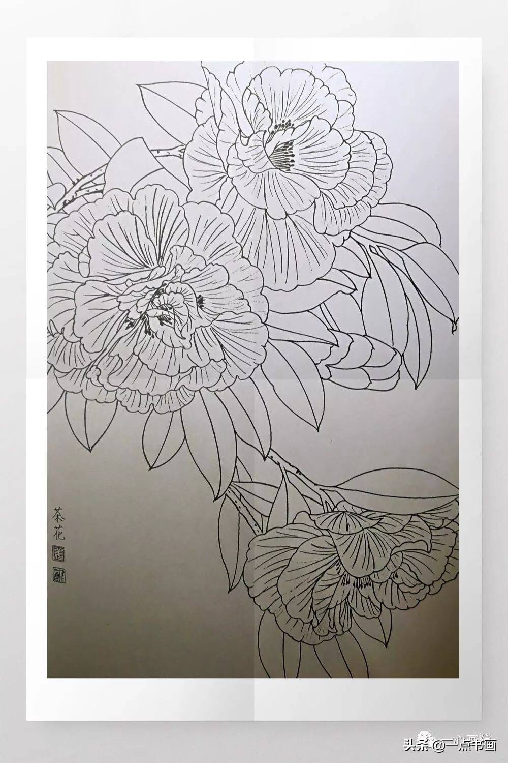 谈谈工笔画白描花卉的用线_线条