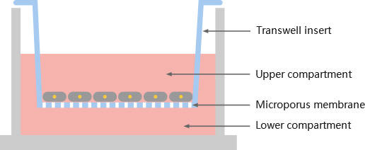 transwell顾名思义是"穿孔实验",即将小室放在加入完全培养基的24孔板