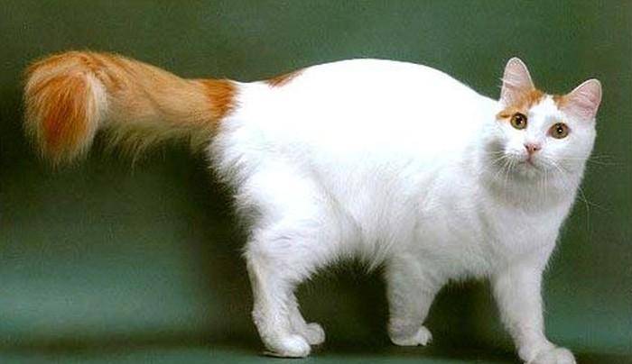 土耳其梵猫的不凡表现!