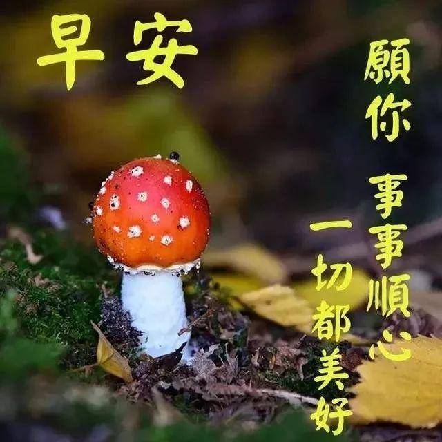 清晨祝福大家早上好问候语短信句子 周末最美清晨早安