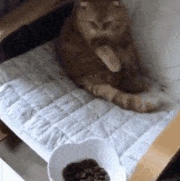 不是第一次这样吃饭了,铲屎官这是一口一口把橘猫喂成胖橘的呀