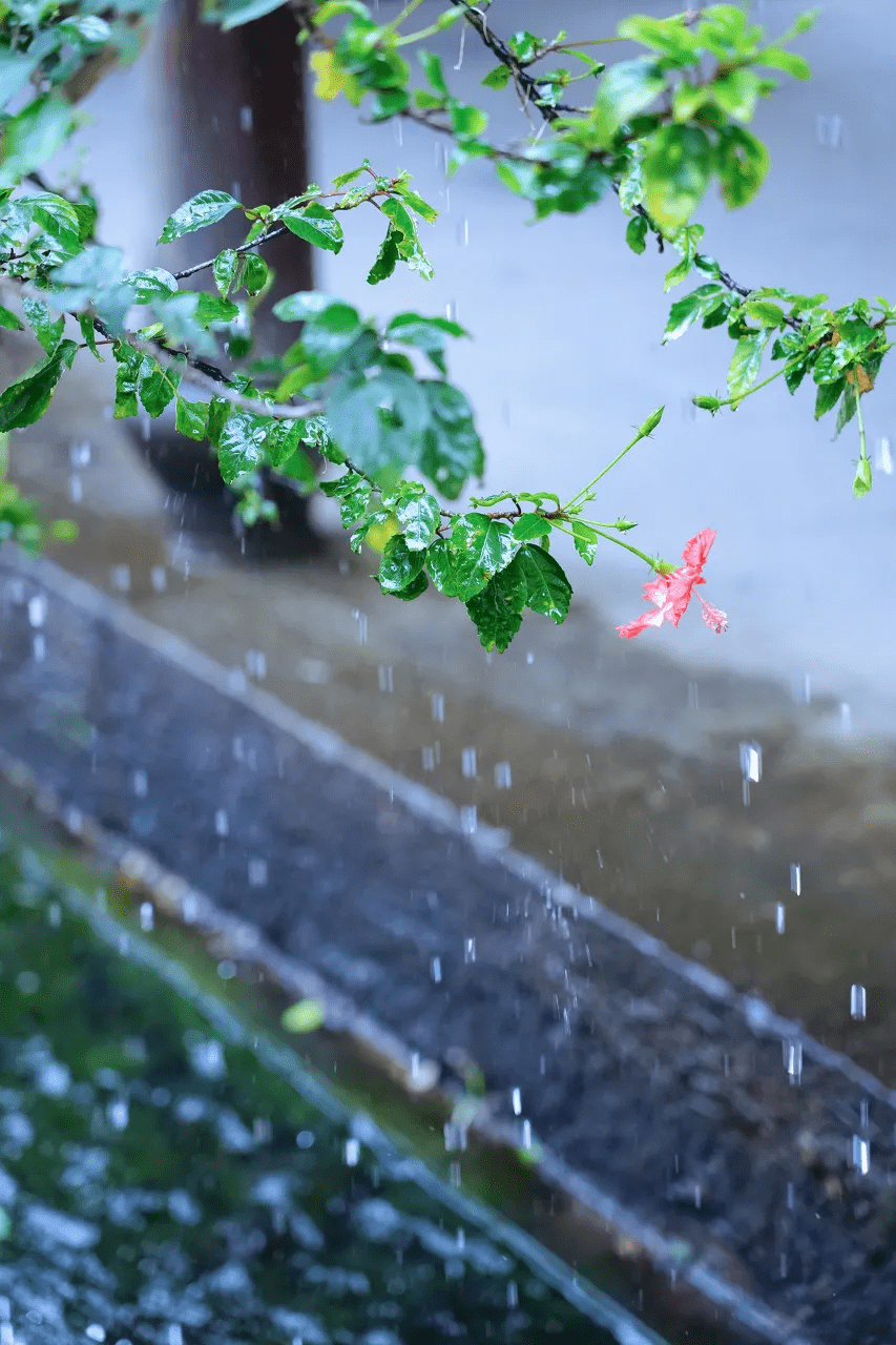 喝茶,听雨,青砖小瓦马头墙,这就是徽州