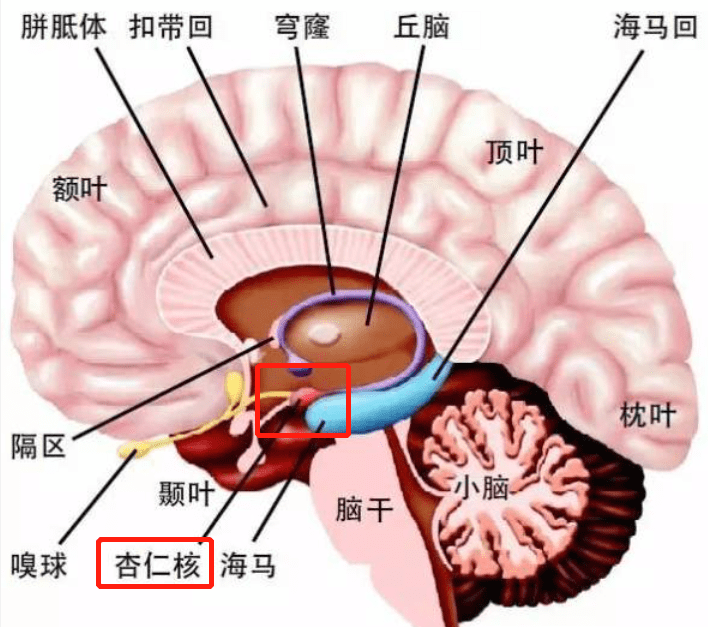 要知道,大脑的边缘系统包括很多个成分,比如 海马,海马旁回以及乳头体