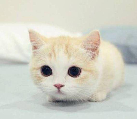 原创小奶猫vs小奶狗,你想把哪一只带回家?
